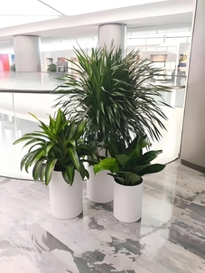 余姚盆景租摆方案来袭,打造别样景观就现在!><div class=